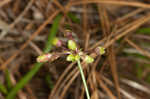 Florida scrub roseling